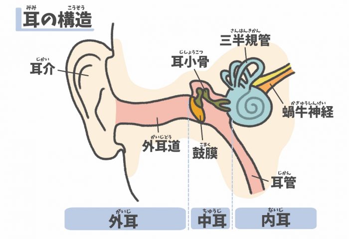 耳の構造