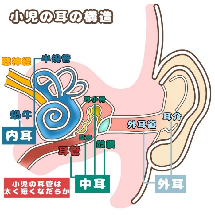 小児の耳の構造